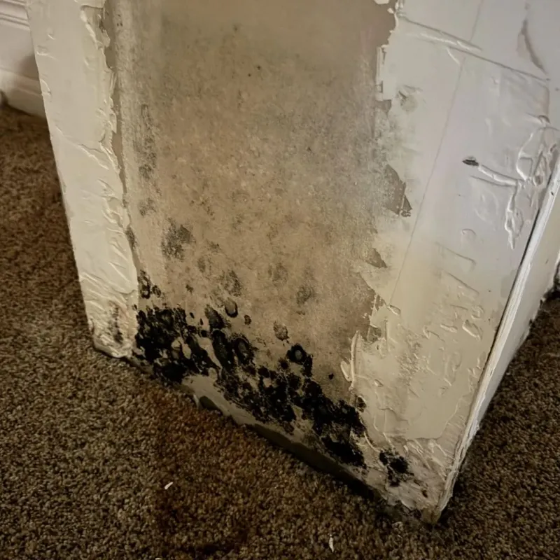Professional Mold Removal in Midway, KY